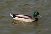 Mallard (Anas platyrhynchos) - France