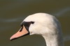 Mute Swan (Cygnus olor) - France