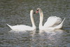 Mute Swan (Cygnus olor) - France