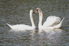 Cygne tubercul (Cygnus olor) - France