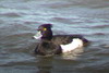 Fuligule morillon (Aythya fuligula) - France