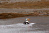 Eider  tte grise (Somateria spectabilis) - Spitzberg