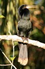 Anhinga (Anhinga anhinga) - Peru