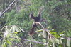 Anhinga (Anhinga anhinga) - Costa-Rica