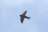 Martinet unicolore (Apus unicolor) - Iles Canaries