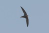 Pallid Swift (Apus pallidus) - Morocco