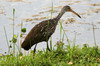 Courlan brun (Aramus guarauna) - Cuba