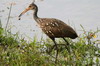 Limpkin (Aramus guarauna) - Cuba