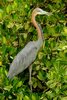 H�ron goliath (Ardea goliath) - S�n�gal