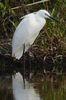 Aigrette garzette (Egretta garzetta) - France