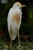 H�ron garde-boeufs (Ardea ibis) - Costa-Rica