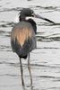 Aigrette tricolore (Egretta tricolor) - Costa-Rica
