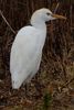 H�ron garde-boeufs (Ardea ibis) - Portugal