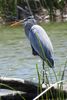 Grand H�ron (Ardea herodias) - Etats-Unis