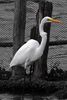 Grande Aigrette (Ardea alba) - Mexique