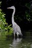 Grand H�ron (Ardea herodias) - Mexique