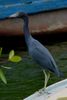 Aigrette bleue (Egretta caerulea) - Mexique