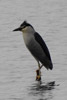 Bihoreau gris (Nycticorax nycticorax) - Vietnam