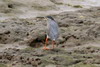 Striated Heron (Butorides striata) - Madagascar