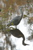 Hron cendr (Ardea cinerea) - France