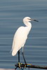 Little Egret (Egretta garzetta) - Egypt