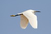 Little Egret (Egretta garzetta) - Egypt