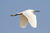 Aigrette garzette (Egretta garzetta) - Egypte