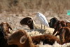 Cattle Egret (Bubulcus ibis) - Egypt