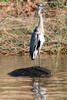 Grey Heron (Ardea cinerea) - Egypt