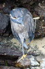 Yellow-crowned Night-heron (Nyctanassa violacea) - Galapagos Islands