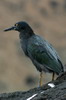 Galapagos Heron (Butorides sundevalli) - Galapagos Islands