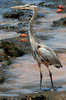 Grand Hron (Ardea herodias) - Iles Galapagos