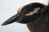 Yellow-crowned Night-heron (Nyctanassa violacea) - Galapagos Islands