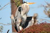 Grand Hron (Ardea herodias) - Iles Galapagos