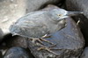 Galapagos Heron (Butorides sundevalli) - Galapagos Islands