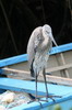 Great Blue Heron (Ardea herodias) - Galapagos Islands