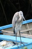 Grand Hron (Ardea herodias) - Iles Galapagos