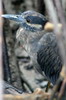 Yellow-crowned Night-heron (Nyctanassa violacea) - Galapagos Islands