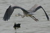 Grey Heron (Ardea cinerea) - France