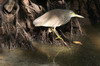Indian Pond-heron (Ardeola grayii) - India