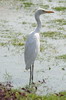 Hron garde-boeufs (Bubulcus ibis) - Inde