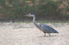 Hron cendr (Ardea cinerea) - Inde