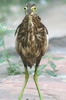 Indian Pond-heron (Ardeola grayii) - India