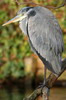 Grey Heron (Ardea cinerea) - France