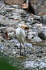 Snowy Egret (Egretta thula) - Cuba