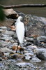 Aigrette neigeuse (Egretta thula) - Cuba