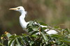 Cattle Egret (Bubulcus ibis) - Cuba