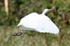 Cattle Egret (Bubulcus ibis) - Cuba