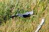 Little Blue Heron (Egretta caerulea) - Cuba