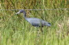 Little Blue Heron (Egretta caerulea) - Cuba